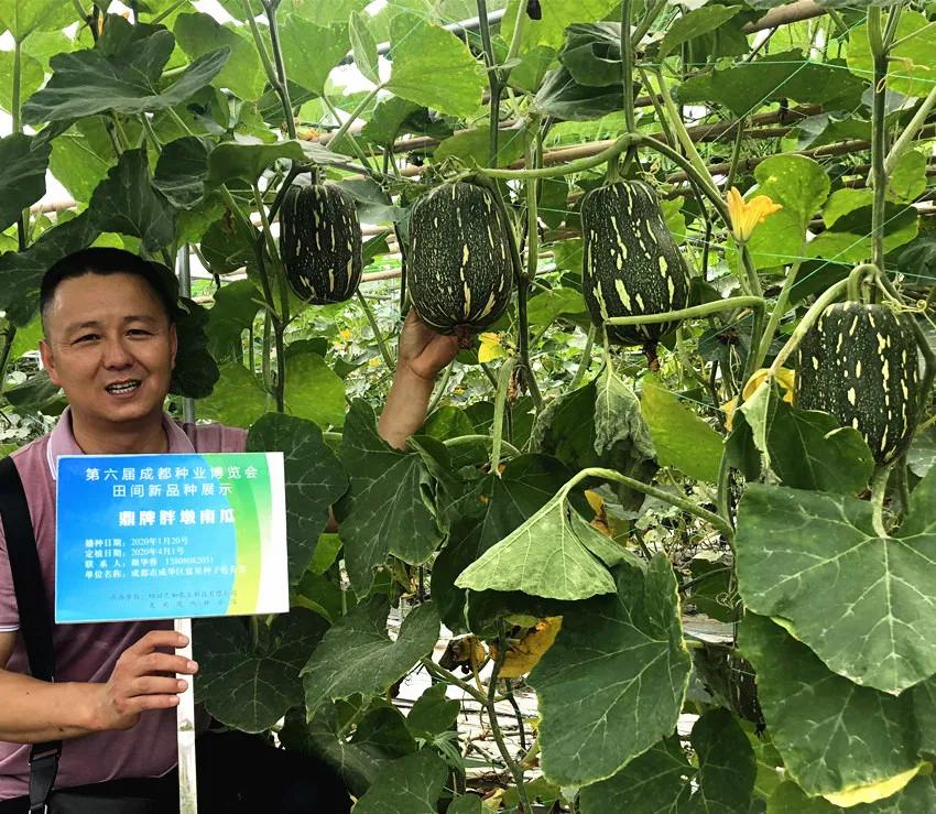 畝產(chǎn)6000公斤的南瓜上市，20年科研他就為打造1個爆款品種