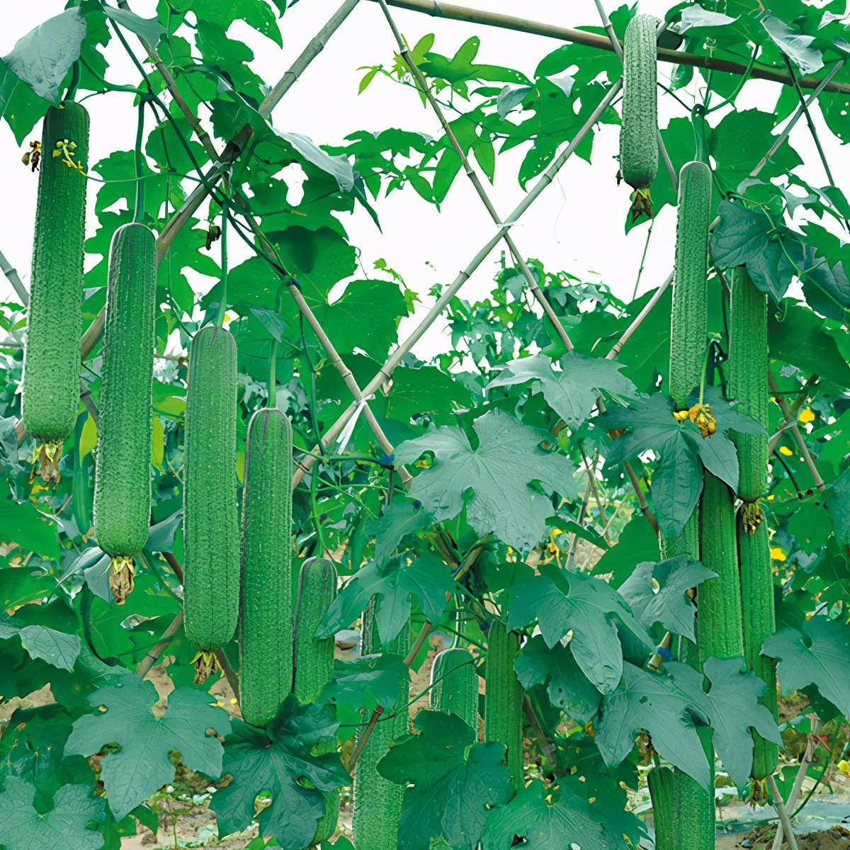 這個(gè)絲瓜畝產(chǎn)可達(dá)8000公斤，菜農(nóng)2021年致富的絲瓜品種