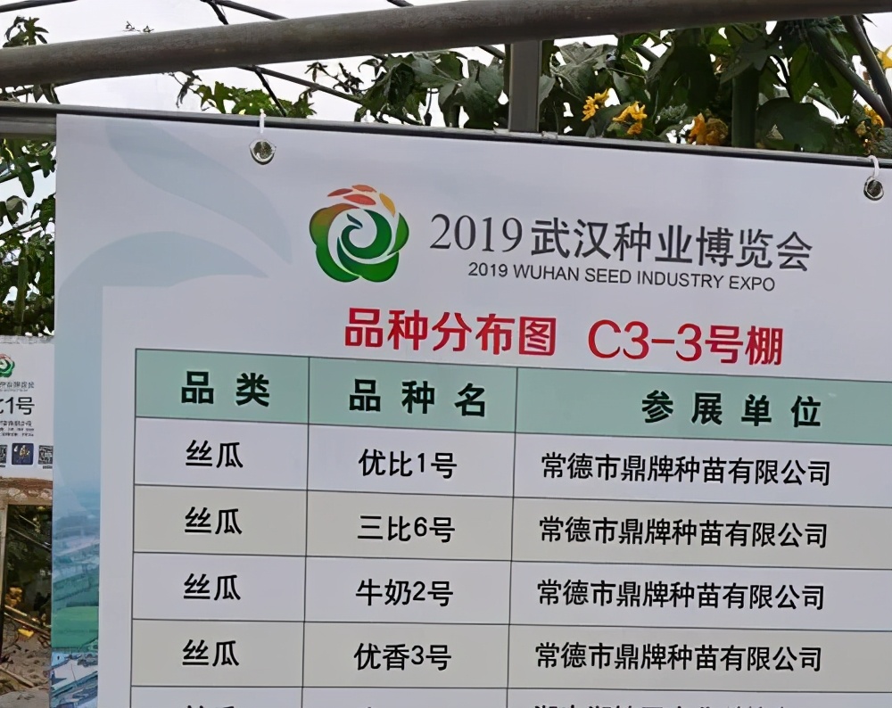 這個(gè)絲瓜畝產(chǎn)可達(dá)8000公斤，菜農(nóng)2021年致富的絲瓜品種