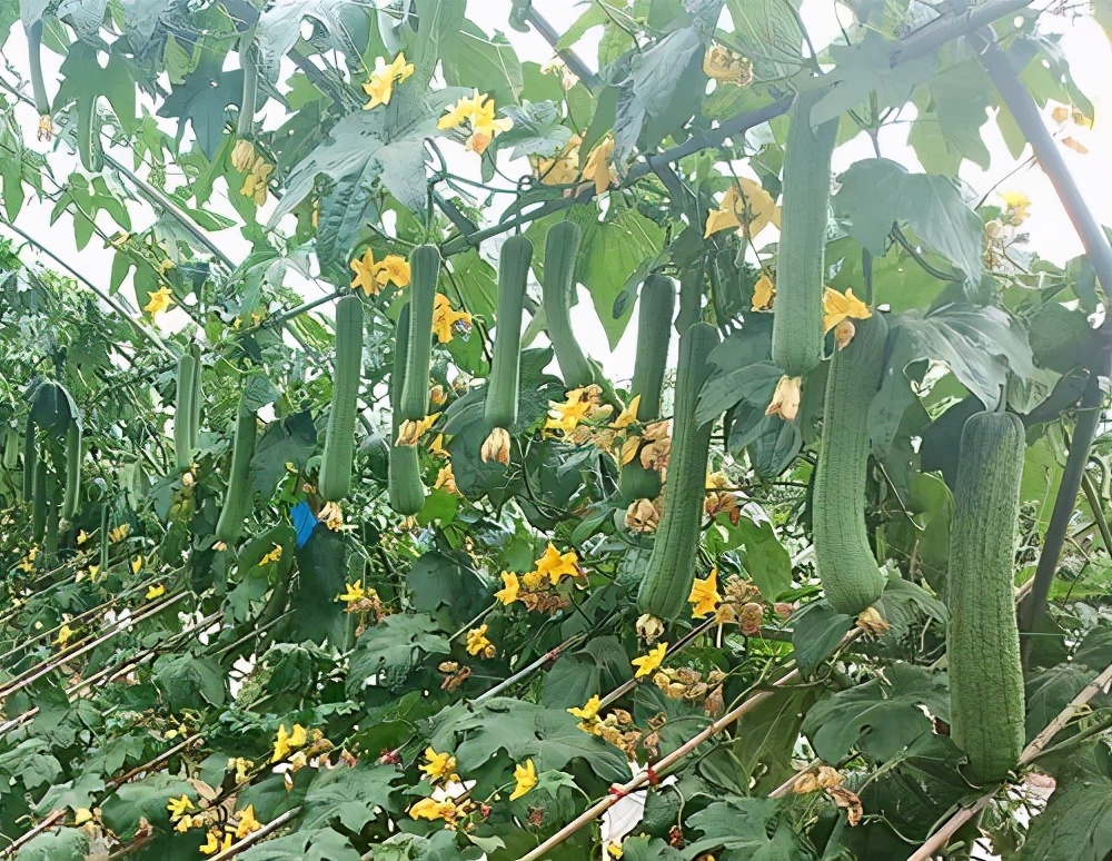 這個(gè)絲瓜畝產(chǎn)可達(dá)8000公斤，菜農(nóng)2021年致富的絲瓜品種
