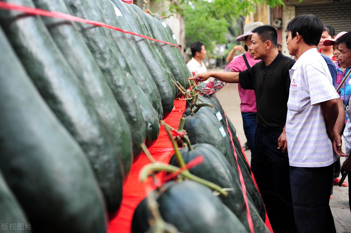 這個(gè)冬瓜品種放1年不壞，口感脆甜，多年科研就為打造這1個(gè)爆品