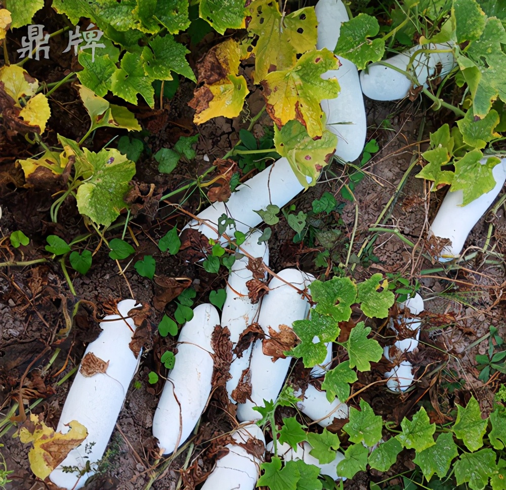 這個(gè)冬瓜品種放1年不壞，口感脆甜，多年科研就為打造這1個(gè)爆品