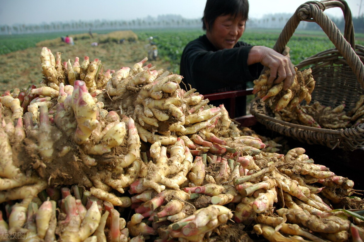 時(shí)隔三年，向錢蔥、姜你軍又來(lái)了，心動(dòng)了嗎？來(lái)年你會(huì)換品種嗎？