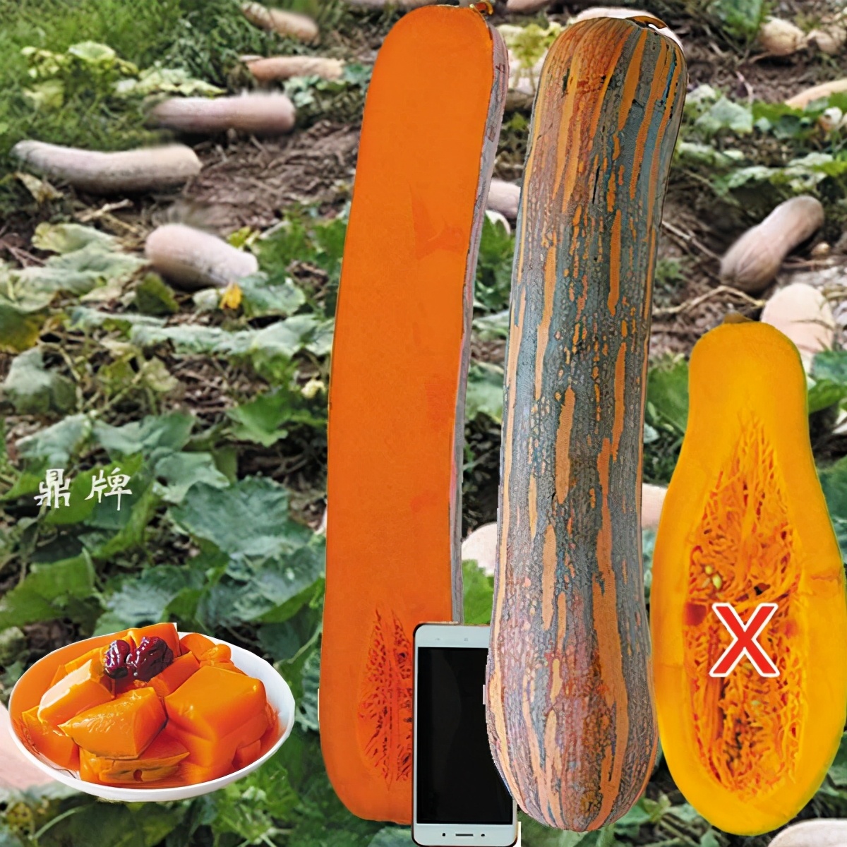 時(shí)隔三年，向錢蔥、姜你軍又來(lái)了，心動(dòng)了嗎？來(lái)年你會(huì)換品種嗎？