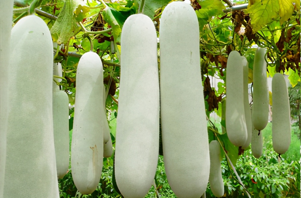 畝產(chǎn)值可達3萬元的冬瓜終上市，21年科研沉淀成就它