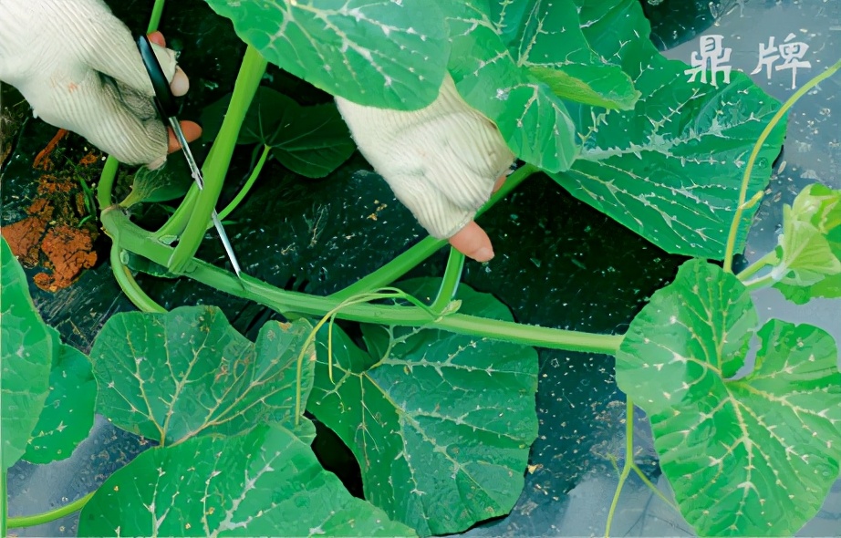 種這種綠葉菜，栽培輕松，畝產(chǎn)值過萬元，菜農(nóng)表示很劃算