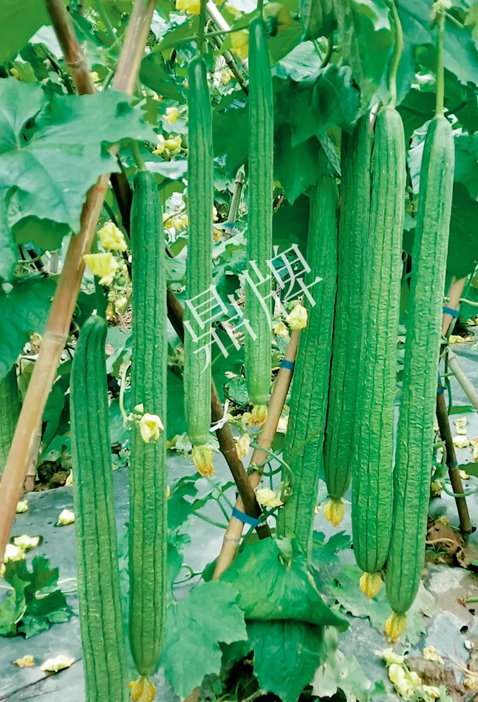 它是絲瓜種植戶的新選擇，節(jié)節(jié)有瓜，瓜長而不彎曲