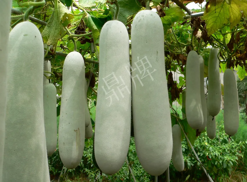 這個(gè)品種太優(yōu)秀了！耐儲(chǔ)耐運(yùn)，適合大面積種植，菜農(nóng)瓜販都喜歡