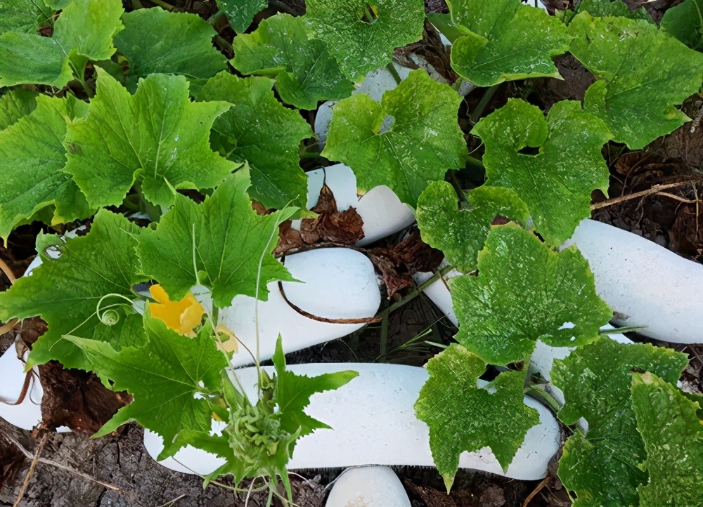 這個(gè)品種太優(yōu)秀了！耐儲(chǔ)耐運(yùn)，適合大面積種植，菜農(nóng)瓜販都喜歡