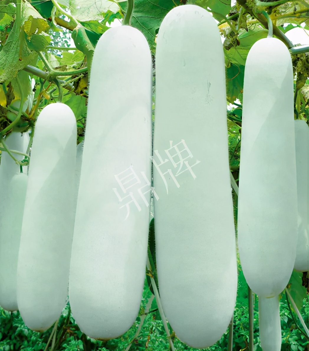 這個(gè)品種太優(yōu)秀了！耐儲(chǔ)耐運(yùn)，適合大面積種植，菜農(nóng)瓜販都喜歡