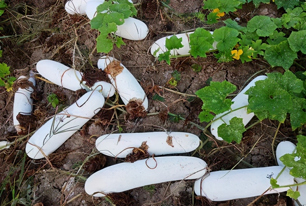 這個(gè)品種太優(yōu)秀了！耐儲(chǔ)耐運(yùn)，適合大面積種植，菜農(nóng)瓜販都喜歡