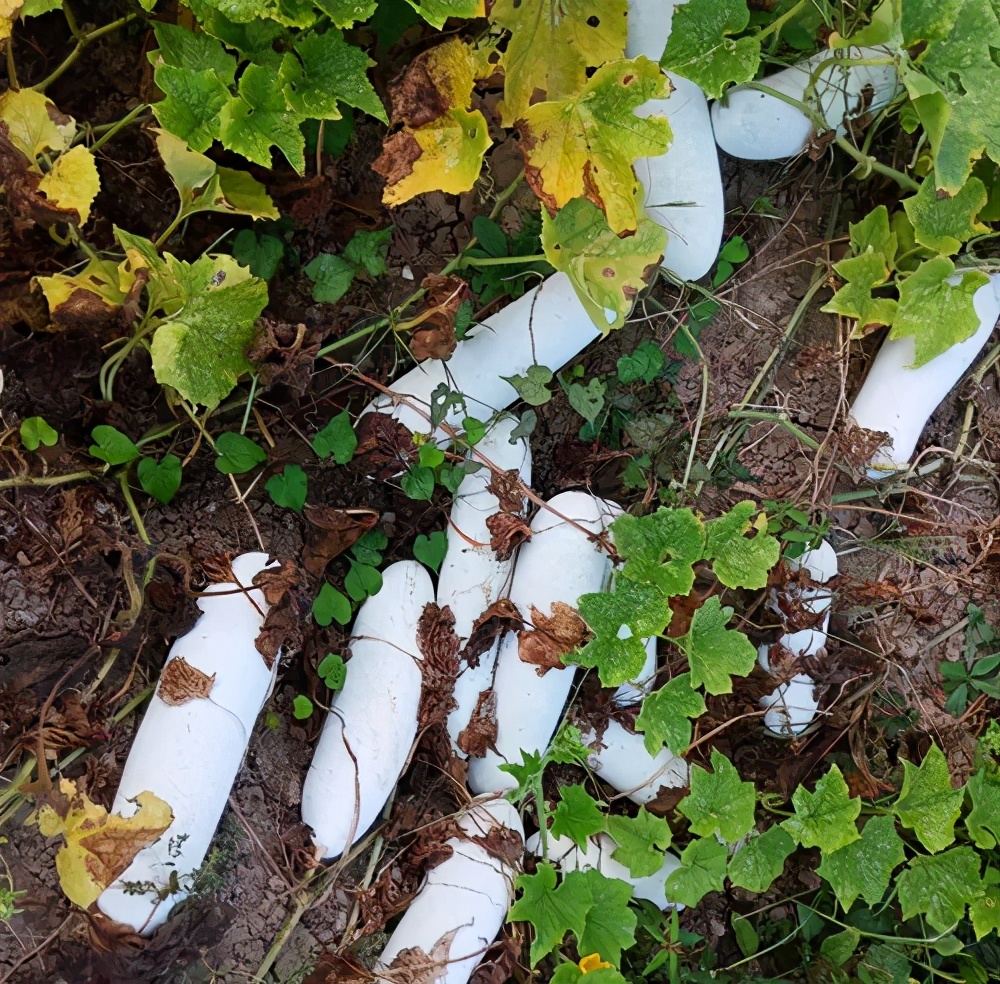 這個(gè)品種太優(yōu)秀了！耐儲(chǔ)耐運(yùn)，適合大面積種植，菜農(nóng)瓜販都喜歡