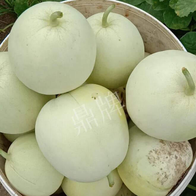 玉奶香2號(hào)客戶種植視頻