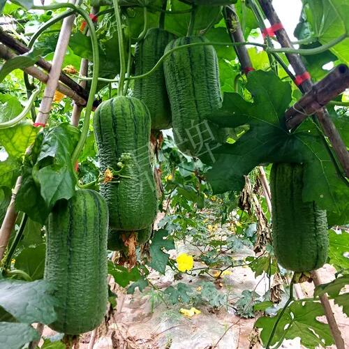 硬果海參客戶種植視頻