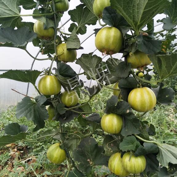 金帝種植戶視頻展播