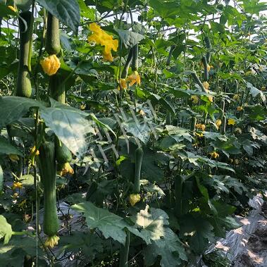 優(yōu)比1號(hào)種植戶視頻展播