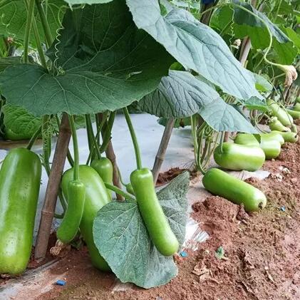 早生3號(hào)種植戶視頻展播