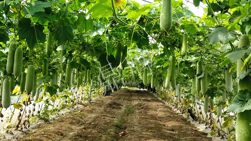 什么品種的冬瓜按個買？價格是同期黑皮冬瓜五倍