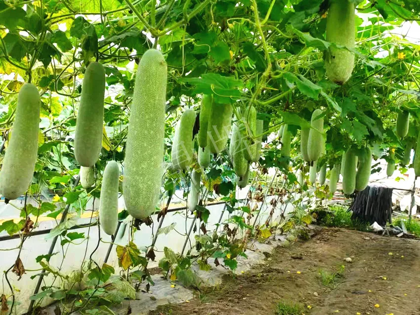 什么品種的冬瓜按個買？價格是同期黑皮冬瓜五倍