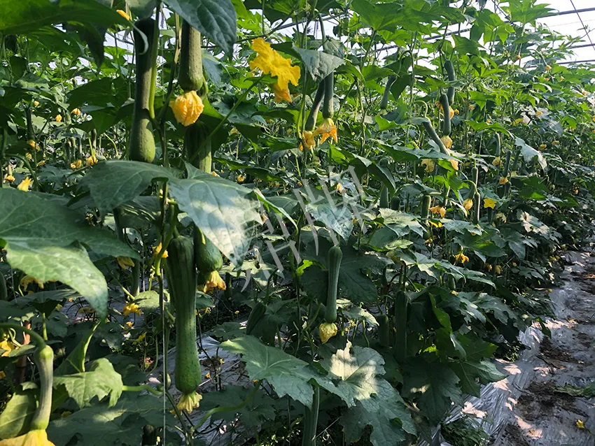 這個(gè)絲瓜怎么種都優(yōu)秀！賣價(jià)和產(chǎn)量都很高