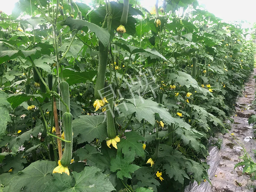 這個(gè)絲瓜怎么種都優(yōu)秀！賣價(jià)和產(chǎn)量都很高
