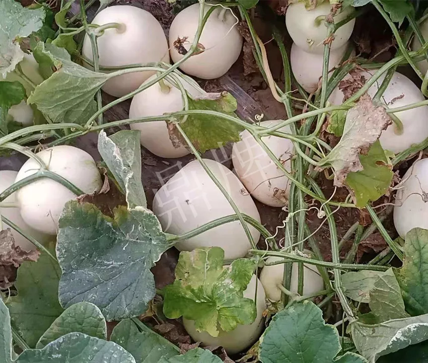 河南焦作的李向林今年種植甜瓜新品種，客戶直接拉貨走人