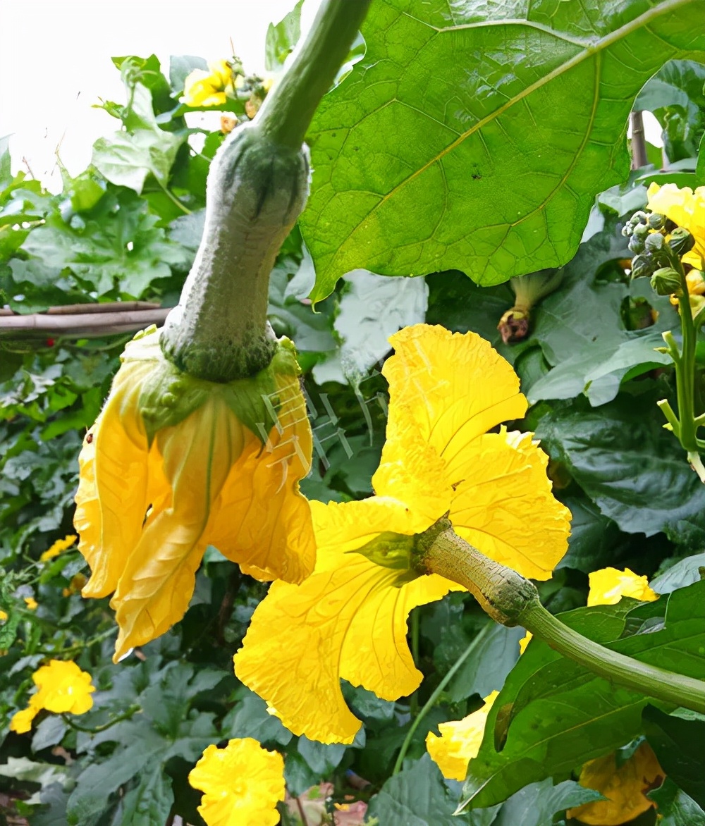 臺州的曾方明試種新品種，畝收入超過6萬元