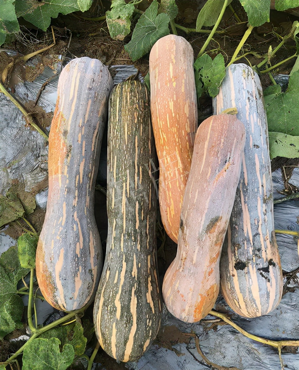 四川農(nóng)戶今年種“健美蜜本”南瓜產(chǎn)量高，品質(zhì)好，感覺巴適得很