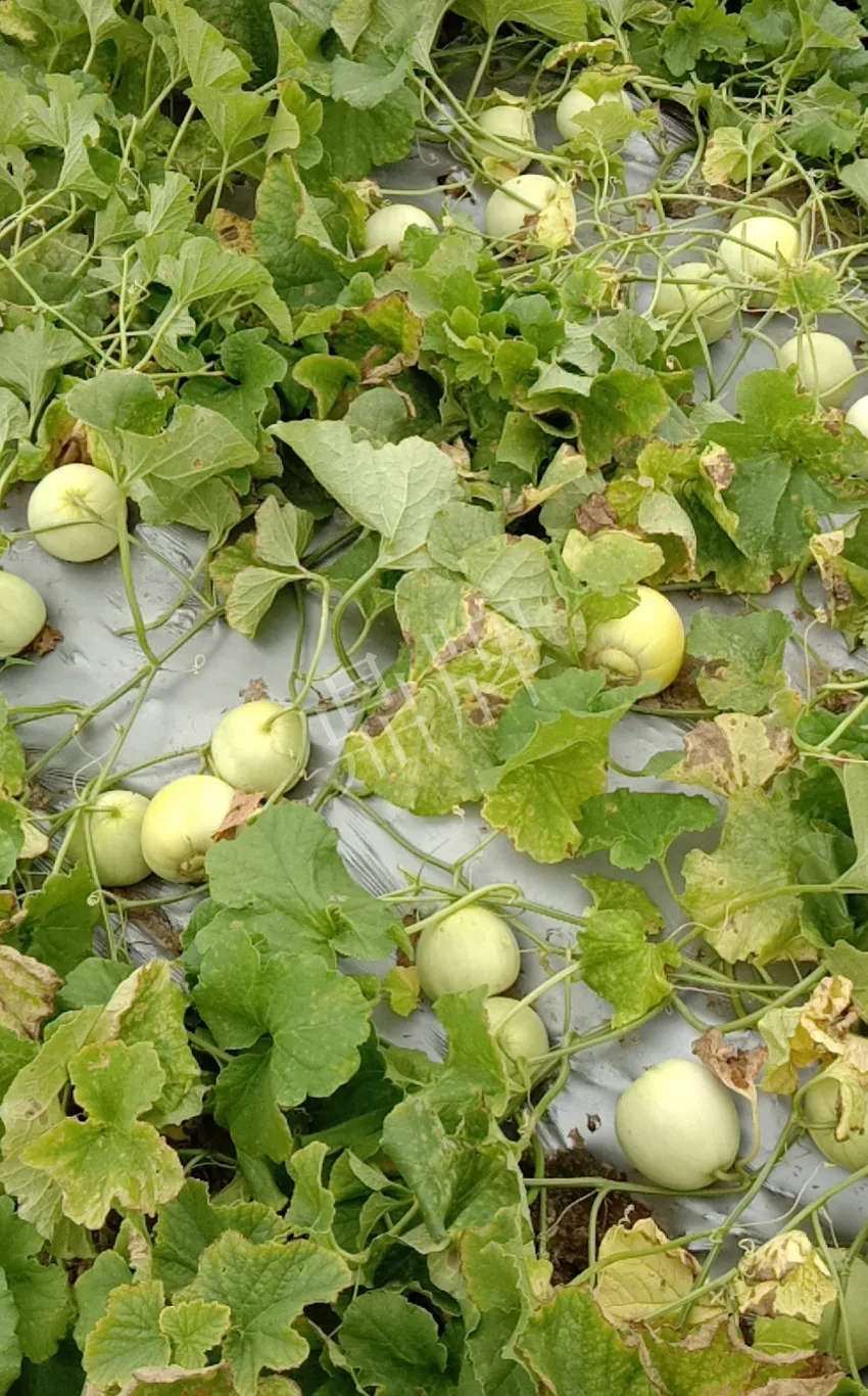 其他品種的甜瓜2塊1斤都賣不動，我的玉奶香2號甜瓜2塊5直接搶