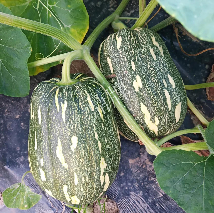 襄陽農(nóng)民“押寶”押對了，這個品種幫他賺了2倍錢