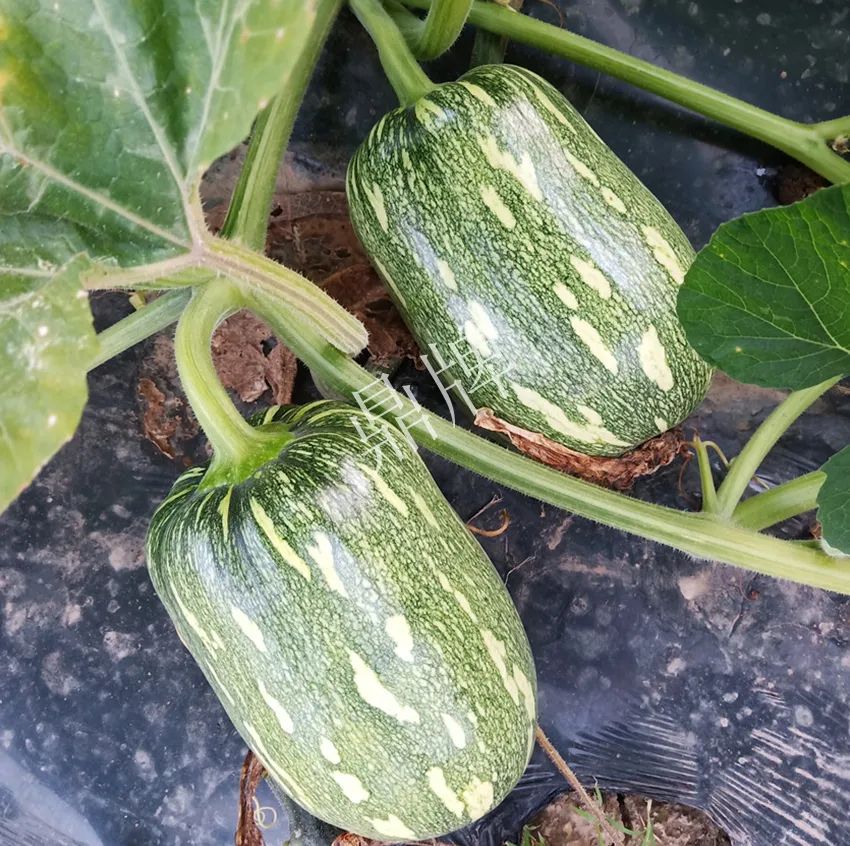 襄陽農(nóng)民“押寶”押對了，這個品種幫他賺了2倍錢