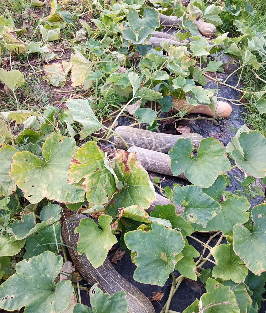 岳陽王大年打工多年，選擇回家種南瓜，今年還增加了50畝地