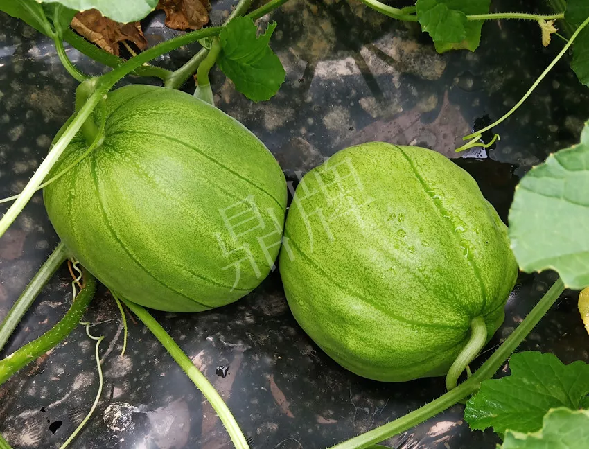 婁底瓜農純賺50萬，我這個“張大膽”榮光了一把