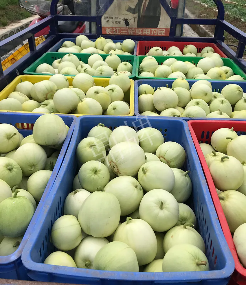 郴州農(nóng)戶種植新品種，果實(shí)又香又甜，很好賣