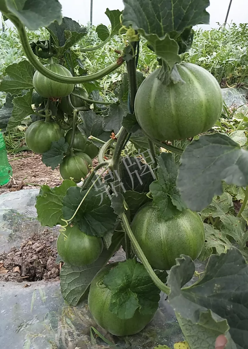 一株坐果15個，6元1斤，好賣得很