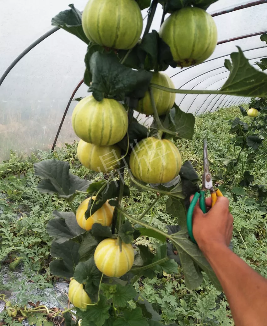 一株坐果15個，6元1斤，好賣得很