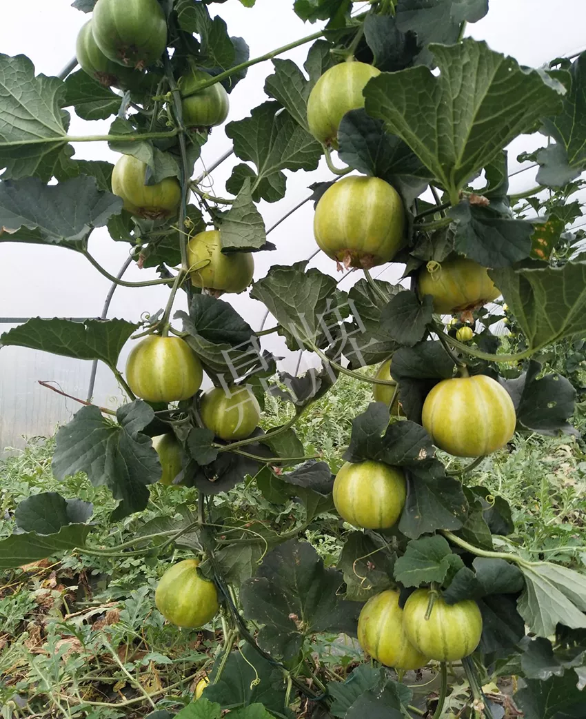 一株坐果15個，6元1斤，好賣得很