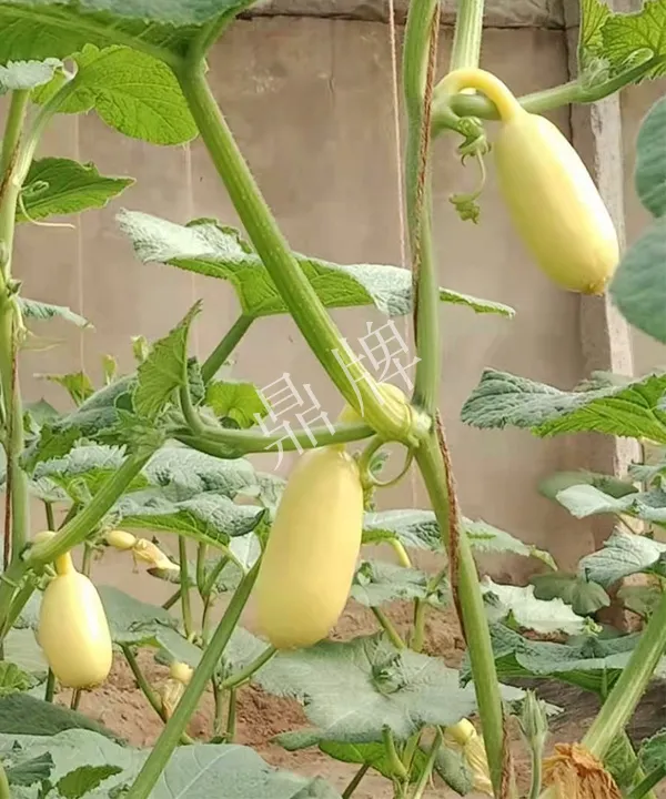 河南3月中旬就上市的“黃金筍瓜”，能買到14元/斤
