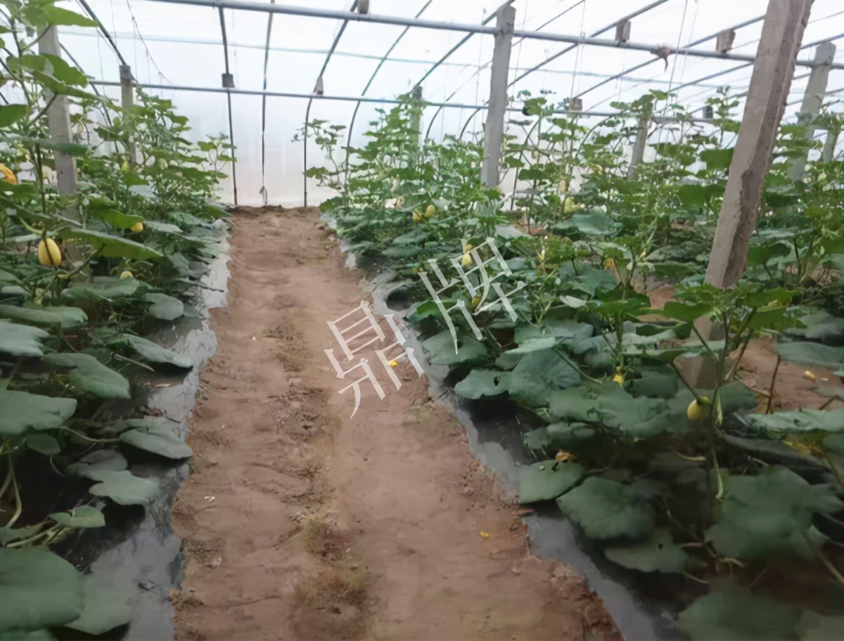 河南3月中旬就上市的“黃金筍瓜”，能買到14元/斤