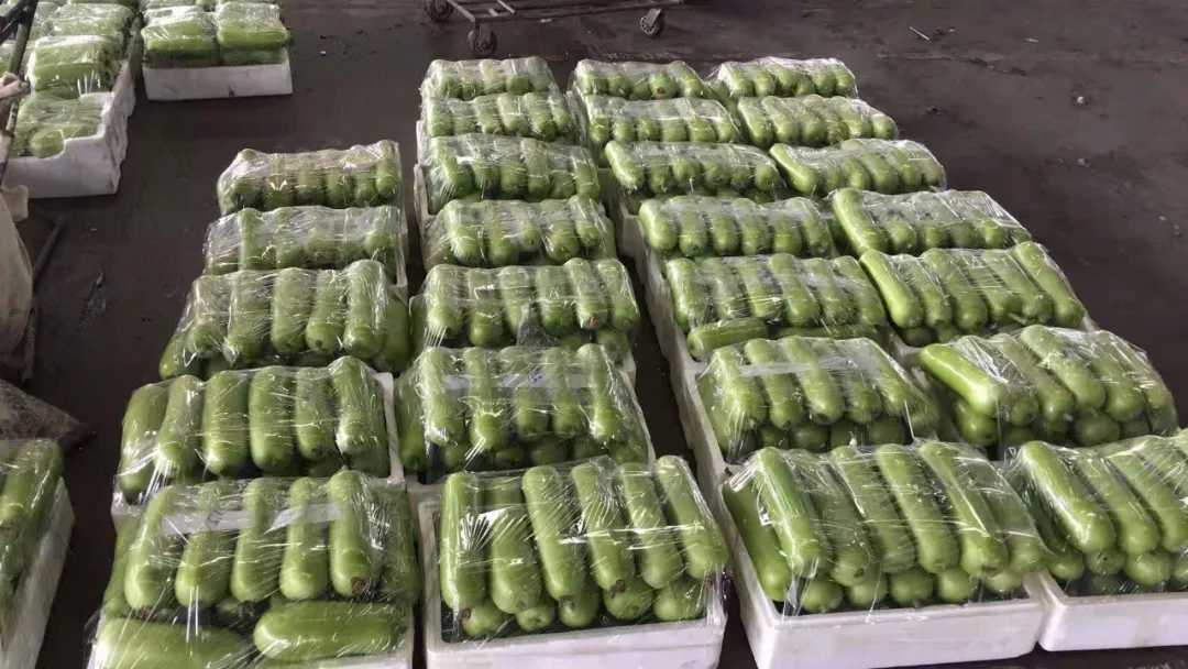 這個品種上市早，價格好！我連續(xù)種了三年，滿意