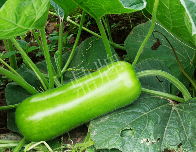蔬菜種子種植戶客戶點(diǎn)評(píng)-牛逼！我露地栽培的瓠瓜，比別人大棚的還早上市！