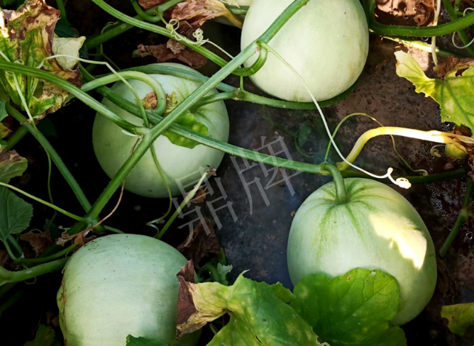 蔬菜種子種植戶客戶點(diǎn)評(píng)-種植這個(gè)品種，謹(jǐn)防小偷?。。?></a></div>
          <div   id=