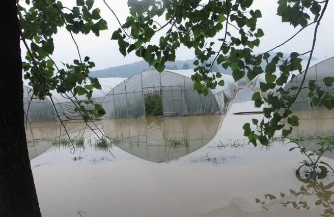 蔬菜種子種植戶客戶點(diǎn)評(píng)-可惜了！我的甜瓜被水淹了，還有救嗎？