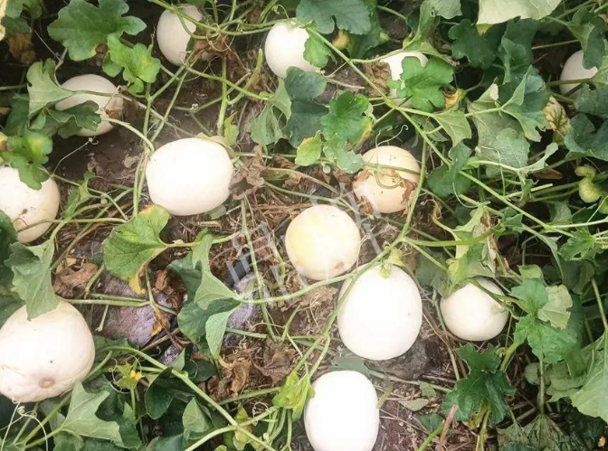 蔬菜種子種植戶客戶點(diǎn)評(píng)-什么？這個(gè)白皮甜瓜紅得發(fā)紫？