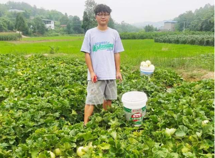 蔬菜種子種植戶客戶點(diǎn)評-甜瓜新品上市，每個賣9元，很暢銷！