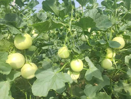 蔬菜種子種植戶客戶點(diǎn)評-種植這個(gè)新品種，我感到非常滿意！