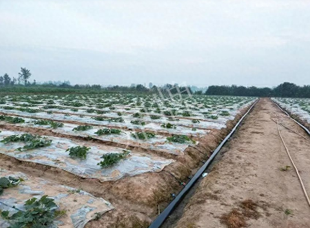 蔬菜種子種植戶客戶點(diǎn)評-80后大廚回鄉(xiāng)種甜瓜，第一年就賺15萬！