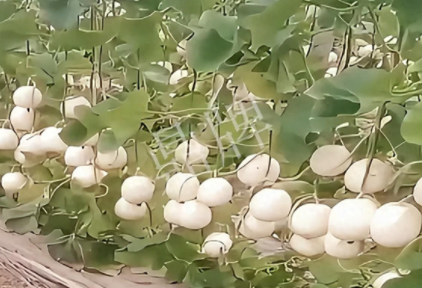 蔬菜種子種植戶客戶點(diǎn)評-現(xiàn)在的瓜菜價(jià)格不好，但我種植的優(yōu)質(zhì)甜瓜還是有好的收入！