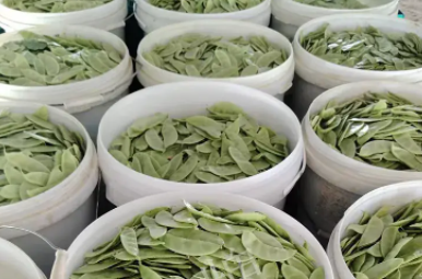 蔬菜種子種植戶客戶點評-時隔20年，我再種這個品種，大家來看看，怎么樣？