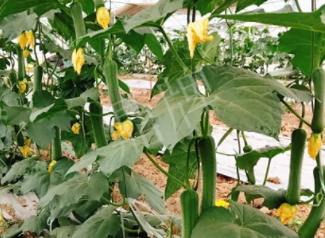 蔬菜種子種植戶客戶點評-一株結(jié)瓜30多個，價錢好，賺了！